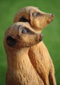 Erdmännchen