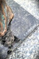 Die Taube