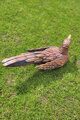 Vogel II