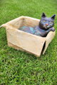 Kater in einer Kiste