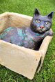 Kater in einer Kiste