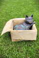 Kater in einer Kiste