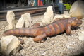 Leguan
