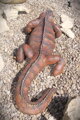 Leguan