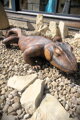 Leguan