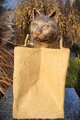 Katzenkauf