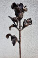 Rosen der Liebe