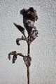 Rosen der Liebe