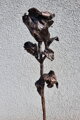 Rosen der Liebe