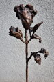 Rosen der Liebe