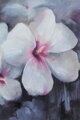 Hibiskusblüten - weiß