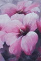 Hibiskusblüten - rosa