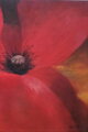 Mohn Puppe