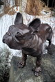 Bulldogge