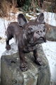 Bulldogge
