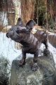 Bulldogge