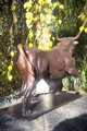 Stier