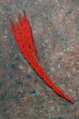 Schrei