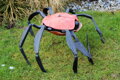 Crab