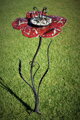 Rote Blume