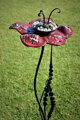 Rote Blume