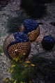 Kugeln mit blauen Blumen