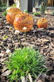 Set aus orangefarbenen Kugeln