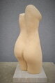 Torso