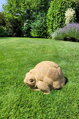Schildkröte