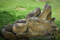 Drachen
