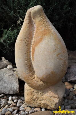 Muscheln